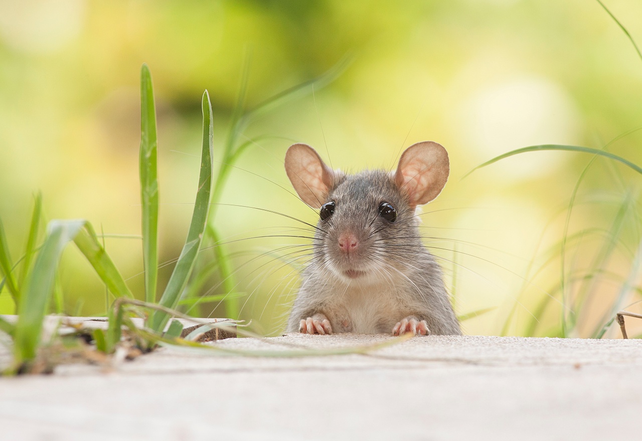 Organic Rodent Barrier